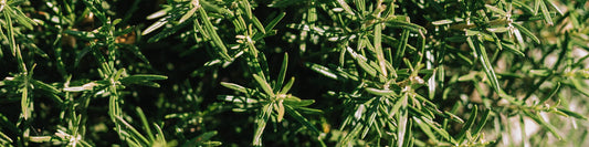 Rosemary Essential Oil: the Benefits for Hair