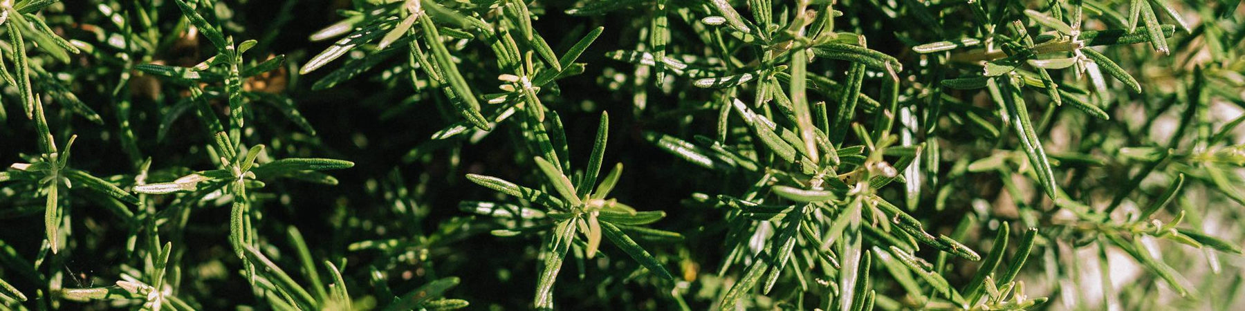 Rosemary Essential Oil: the Benefits for Hair